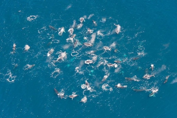 humpback whales