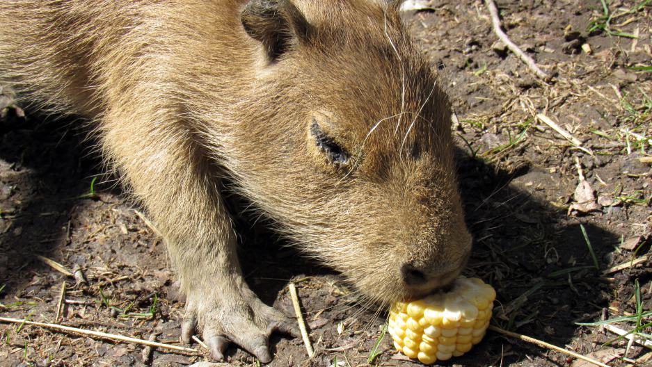These Capybaras Escaped The Zoo For A Summer Of Love. Now They'Re Back, With Babies. 1 CAPYBABY1