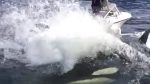 orca sea lion hunt