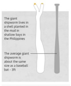 shipworm_2