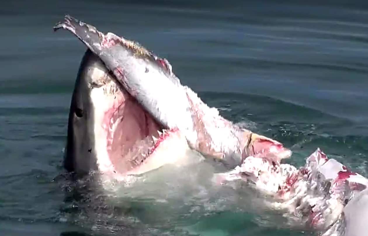 provincetown great white shark