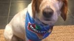 dog equality bandana