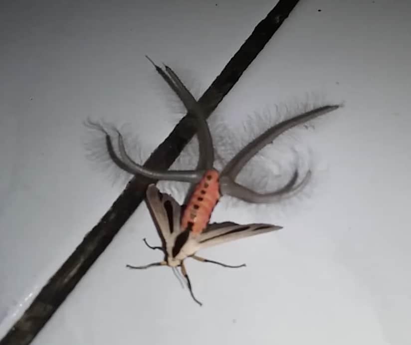 Terrifying Tentacled Moth Goes Viral, Reminds Us Nature Is Freakier ...