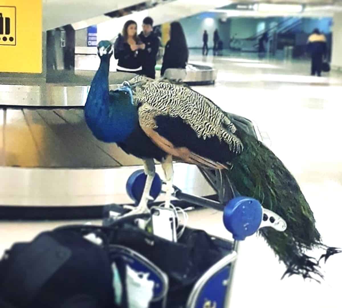 emotional support peacock