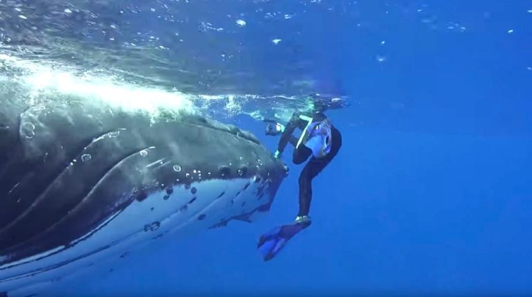 whale protects woman