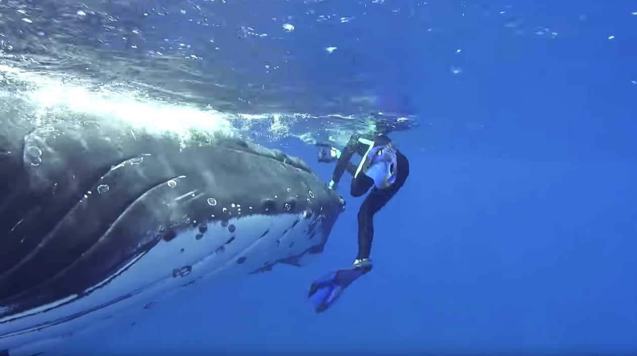 whale protects woman