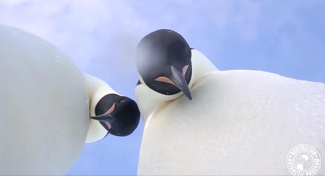 penguin selfie