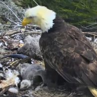 bald eagle earthquake