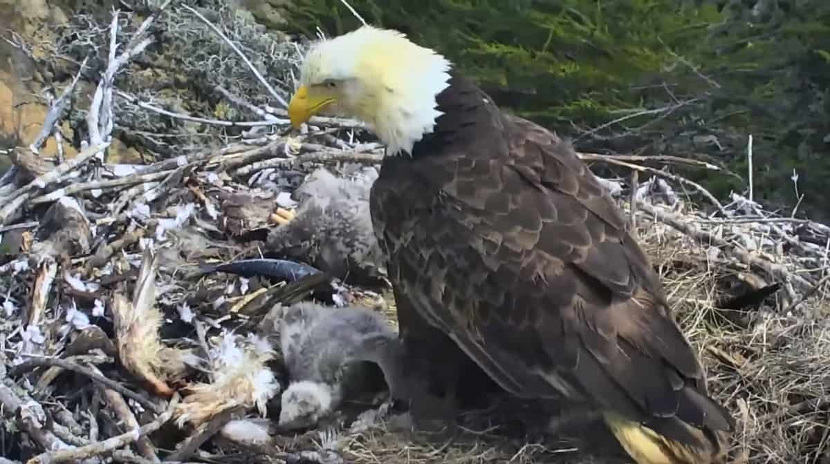 bald eagle earthquake