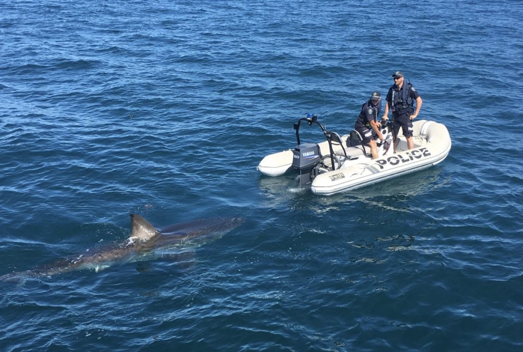 massive great white shark