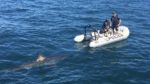 massive great white shark