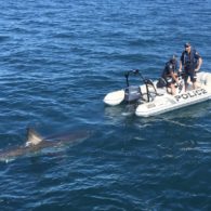 massive great white shark