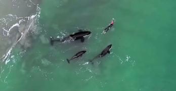 swimmer orcas