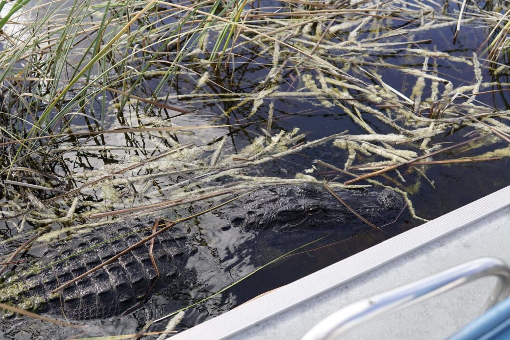 Alligator at the Everglades National Park