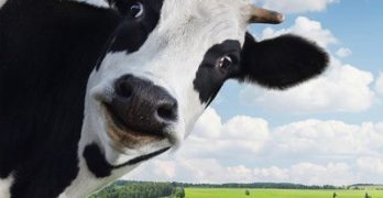 Devin Nunes Cow