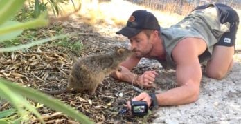 Chris Hemworth quokka