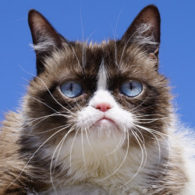 grumpy cat