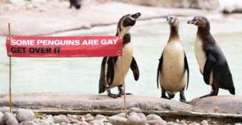 gay penguin pride