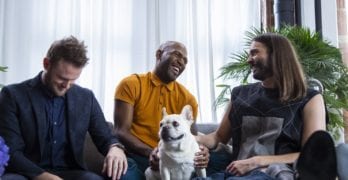 queer eye french bulldog