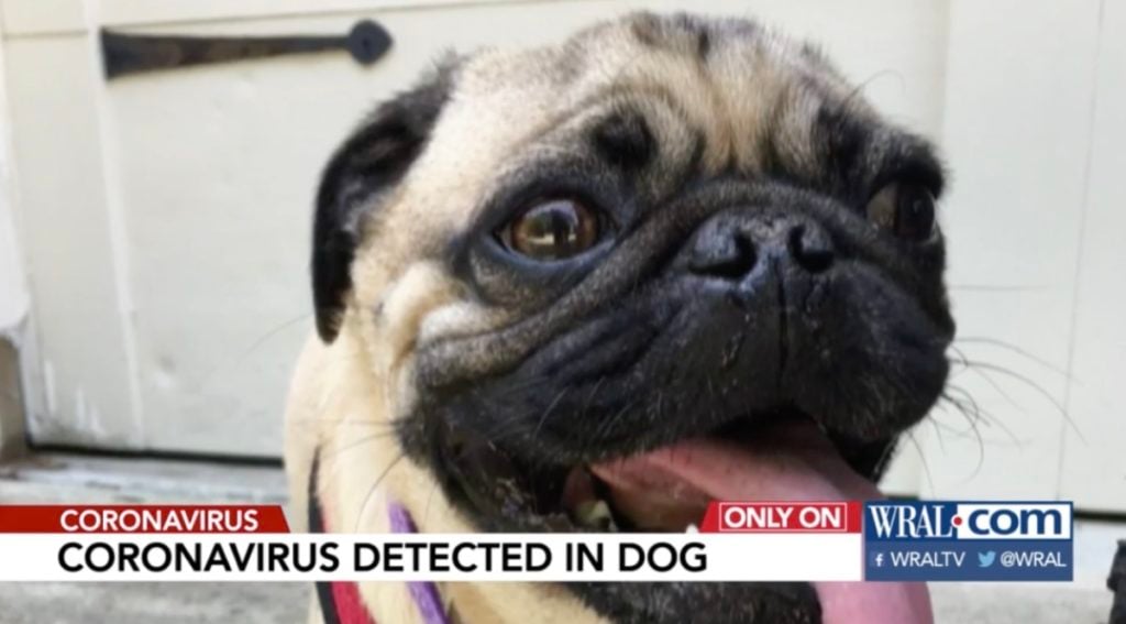 coronavirus pug