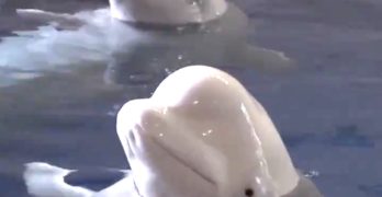 beluga whales