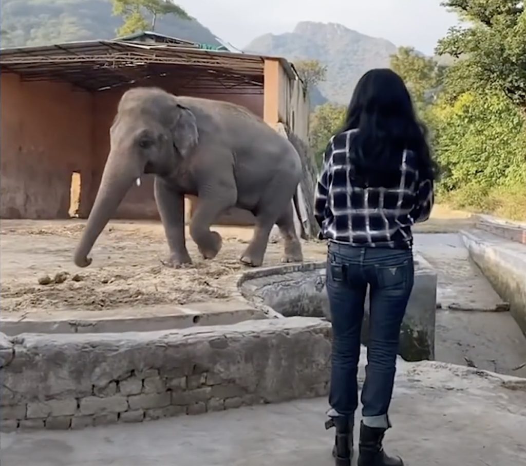 Cher elephant