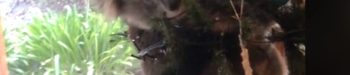 Australian Family Finds Koala Hanging Out on Their Christmas Tree: WATCH