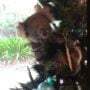 Australian Family Finds Koala Hanging Out on Their Christmas Tree: WATCH