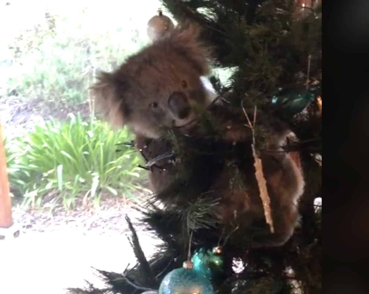 Australian Family Finds Koala Hanging Out On Their Christmas Tree