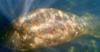 Trump manatee