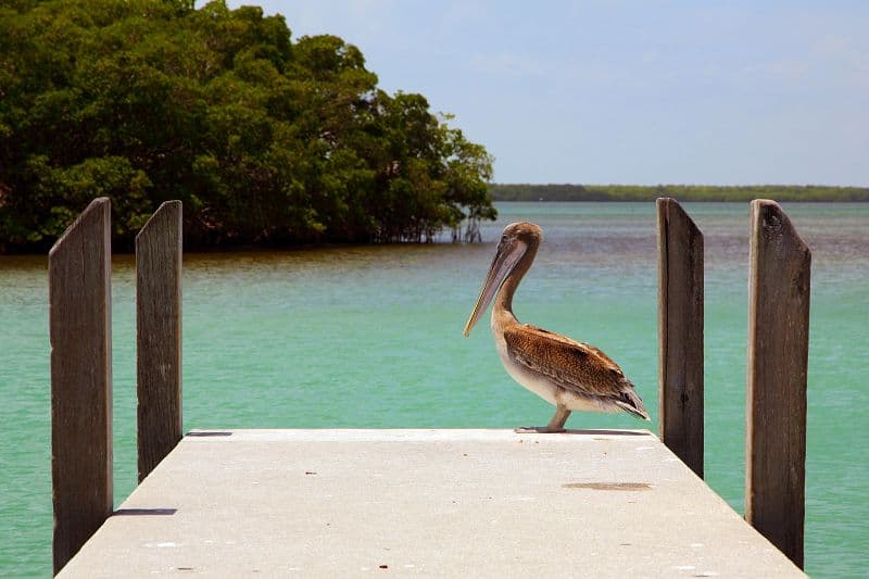 A brown pelican is just one of the many varieties of wildlife you may come across at Crandon Park. Photo courtesy of the GMCVB.