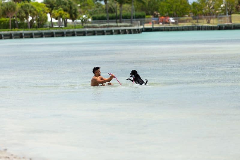 Puppy play is welcome at Miami's Hobie Beach. Photo courtesy of the GMCVB.