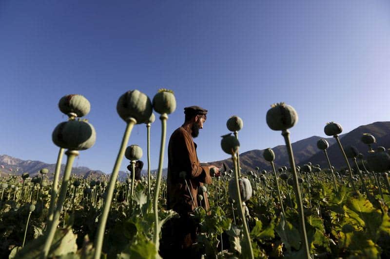 taliban poppy