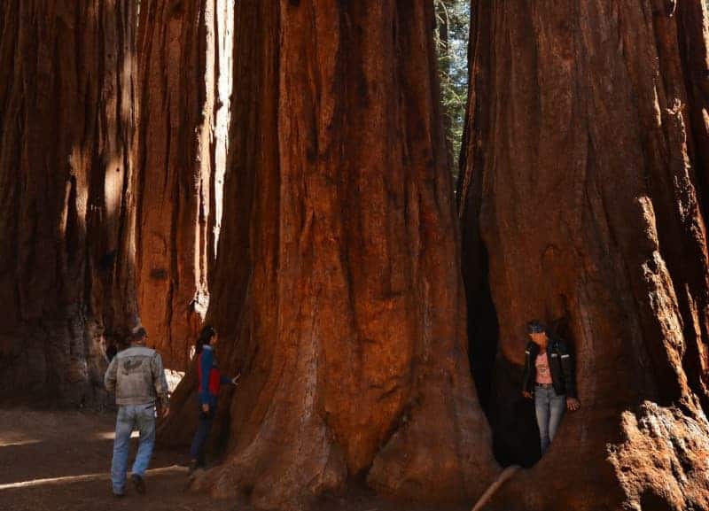 sequoias