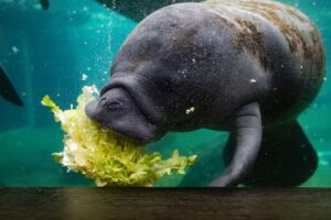 Florida Man A Tease; Basks In Warm Power Plant Discharge, Eats 10% of His Weight Daily, At Risk of Starving. Thanks To Those Feeding The Florida Manatees 16 470460 origin 1