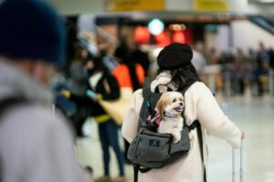 U.S. travelers stay closer to home as Omicron looms 20 471713 origin 1