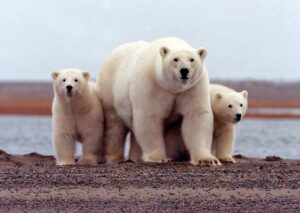 Biden administration to scrap Trump Attempts to Push for wider Alaska Oil Drilling; Back to Reagan-Era Off-limits Protections 8 474152 origin 1