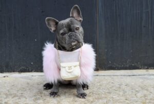 That Explains the Gaga Dog Kidnapping -- Why thieves are snatching French bulldogs across the US 4 477651 origin 1