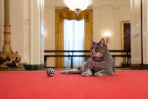 First Feline takes up residence in Biden White House 4 486371 origin 1