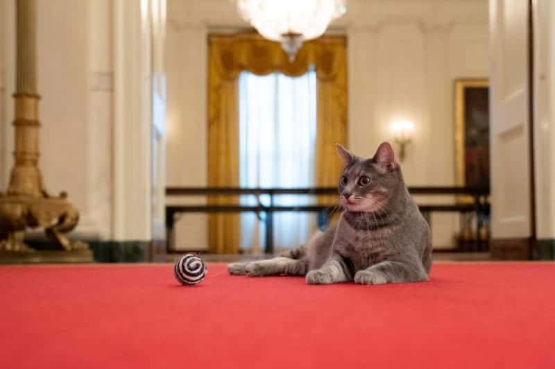 First Feline takes up residence in Biden White House 3 486371 origin 1