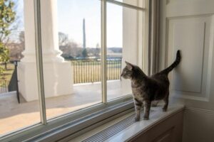 Bidens welcome Willow the cat to the White House 20 486379 origin 1