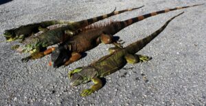 Florida is so cold iguanas are falling out of trees 8 486575 origin 1