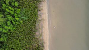 Deforestation in the Brazilian Amazon at record high 4 490758 origin 1