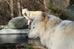 US court reinstates gray wolf endangered species protections 10 495620 origin 1
