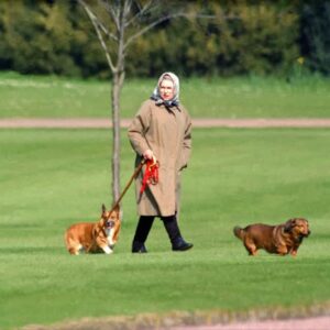 Queen Elizabeth releasing a perfume for dogs 18 496145 origin 1