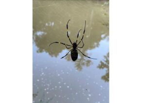 Huge spiders to colonize US East Coast, but maybe it's a good thing 22 500184 origin 1