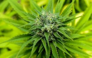 Smoke signals: US House votes to decriminalize cannabis 12 504944 origin 1