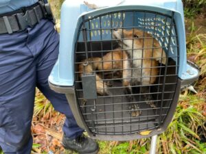 'Infurrection': red fox terrorizes humans in US Capitol rampage 4 506154 origin 1