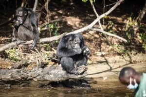 After life of trauma, Liberian lab chimps settle into retirement 14 509566 origin 1