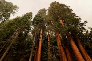 Biden's Earth Day includes mission to rescue world's giant trees 6 509951 origin 1